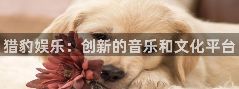 德国人生就是搏集团：猎豹娱乐：创新的音乐和文化平台