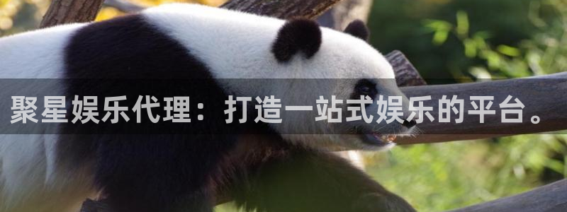 人生就是搏体育论坛：聚星娱乐代理：打造一站式娱乐的平台。