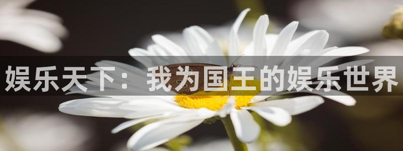 人生就是搏体育平台登录入口：娱乐天下：我为国王的娱乐世界